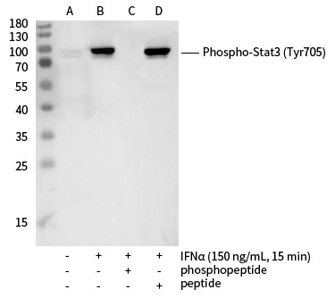 Antibodies Western blot analysis of extracts from serum-starved Hela, untreated (line A); treated with IFNα (150 ng/mL, 15 min), without peptide (line B) or antigen-specific phosphopeptide (line C) or antigen-specific peptide (line D) using Phospho-Stat3 (Tyr705) Monoclonal Antibody at 1:1000 dilution.