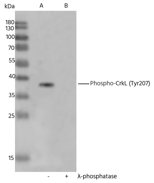 Antibodies Western blot analysis of extracts from K562, untreated (line A); treated with λ-phosphatase (line B) using Phospho-CrkL (Tyr207) Monoclonal Antibody  at 1:2000 dilution.