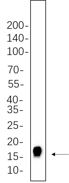 Antibodies Western Blot with Recombinant Histone H3 (Tri Methyl Lys27) Monoclonal Antibody at dilution of 1:1000 dilution. Lane A: NIH-3T3 cell lysate.