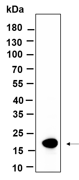 Antibodies Western Blot with Recombinant Histone H3 (Mono Methyl Lys9)  Monoclonal Antibody at dilution of 1:1000 dilution. Lane A: HepG2 lysate.