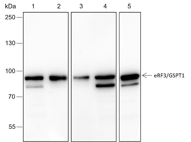 Antibodies Western Blot with eRF3/GSPT1 Monoclonal Antibody at dilution of 1:2000. Lane 1: T47D,Lane 2: PC-3,Lane 3: COS-7, Lane 4: NIH-3T3, Lane 5: PC-12